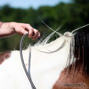 Loslassen Pferd, Reitringe, Halsringe, Pferde verstehen Blog