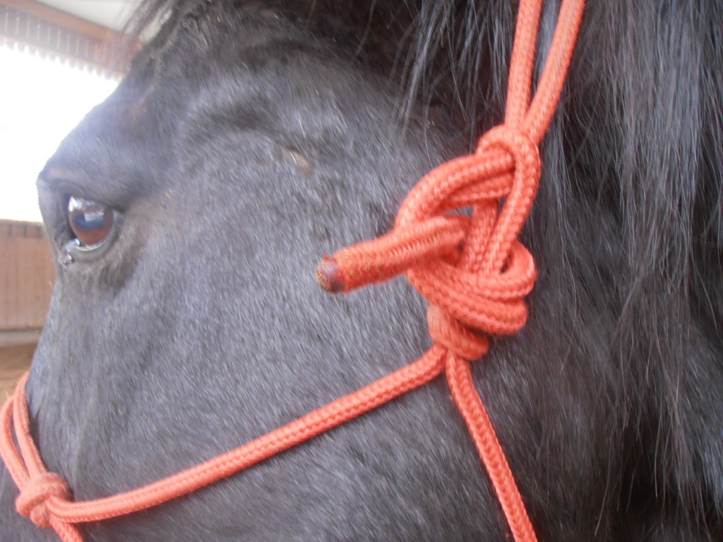 Knotenhalfter, Pferde verstehen Blog, Knotenhalfter