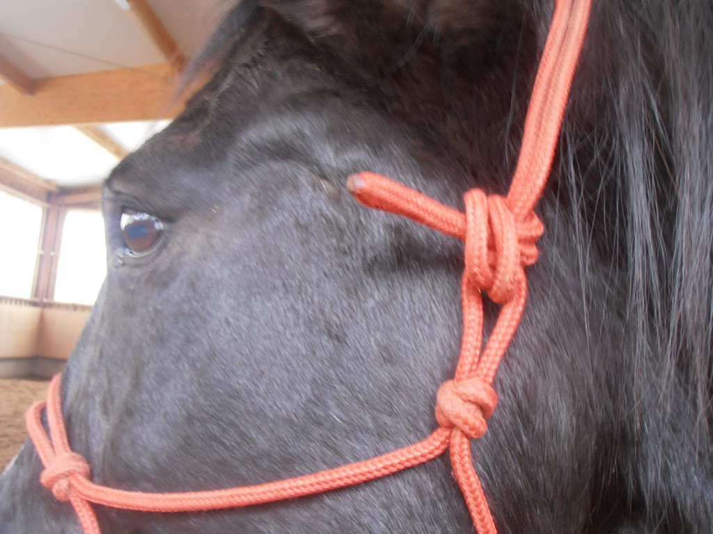 Knotenhalfter, Pferde verstehen Blog, Knotenhalfter