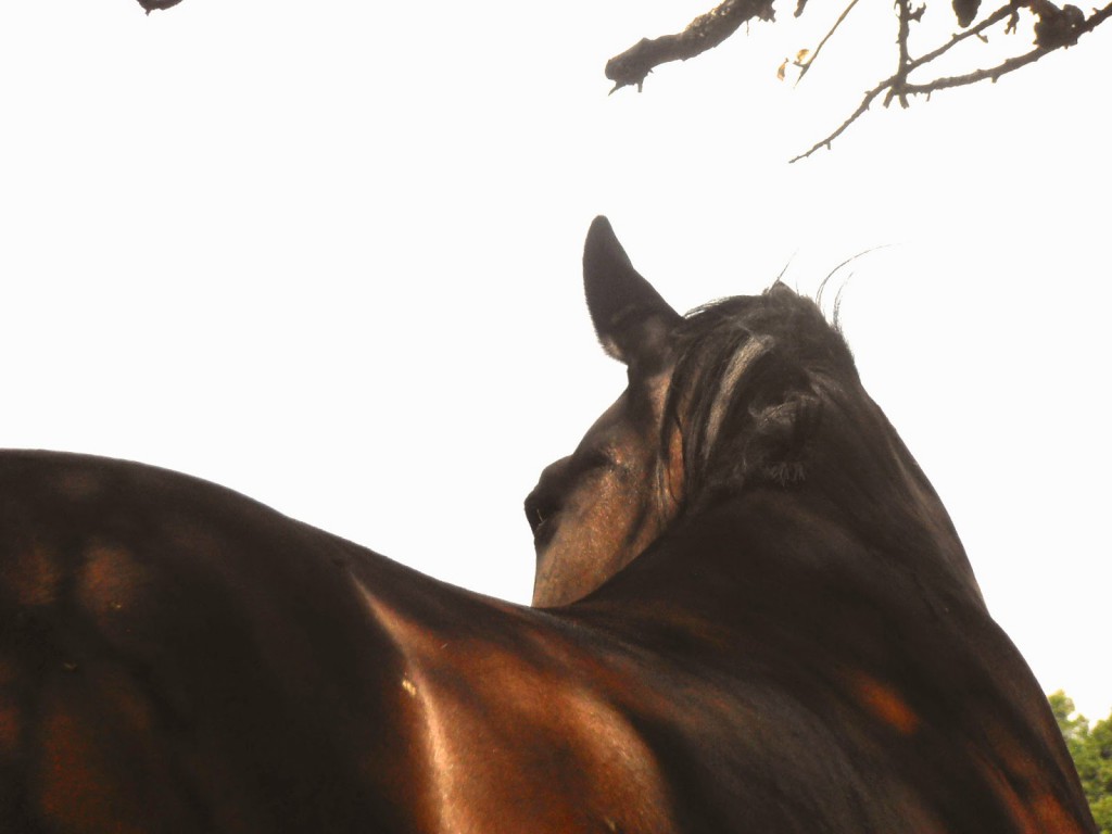  Horsemanship ist selbstverständlich, Pferdeverstand, Pferde verstehen Blog