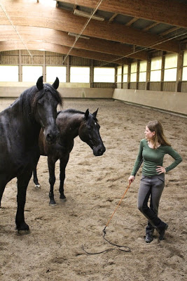 Pferde verstehen, Aufmerksamkeit, Beobachten, Basis Horsemanship