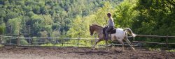 Harmonie mit dem Pferd, Pferde verstehen Blog