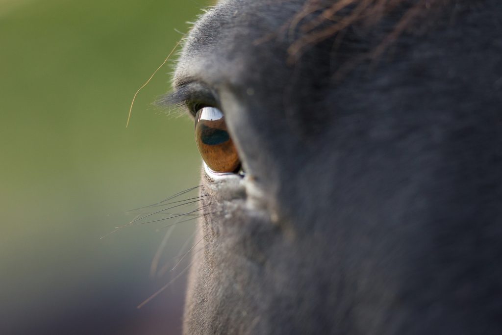 Das Auge ist eines der Sinne, mit dem das Pferd seine Umwelt wahrnimmt.