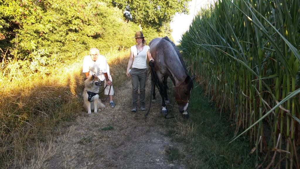 Spazieren gehen mit dem Pferd: Am Maisfeld entlang in Begleitung der Familie 