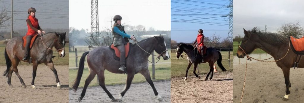 Gebisslos Reiten mit Bosal