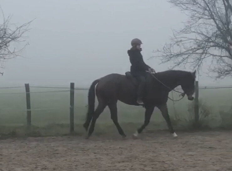 Kein unberechenbares Pferd - Reiten im Nebel und bei Kälte.