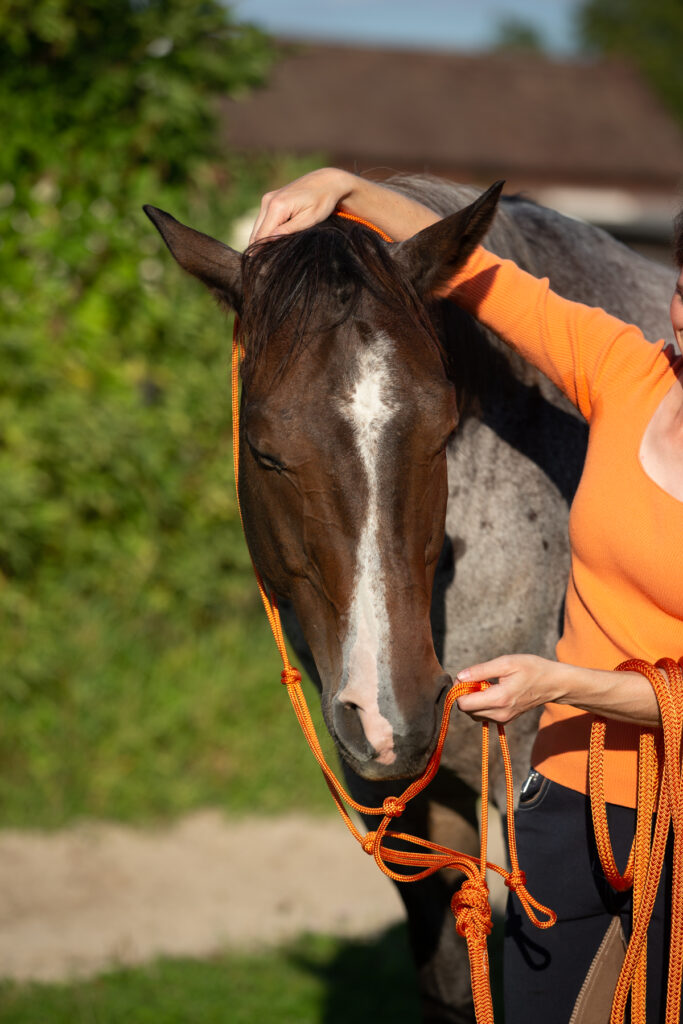 Eine gute Gewohnheit am Pferd ist das korrekte Aufhalftern mit dem Knotenhalfter.