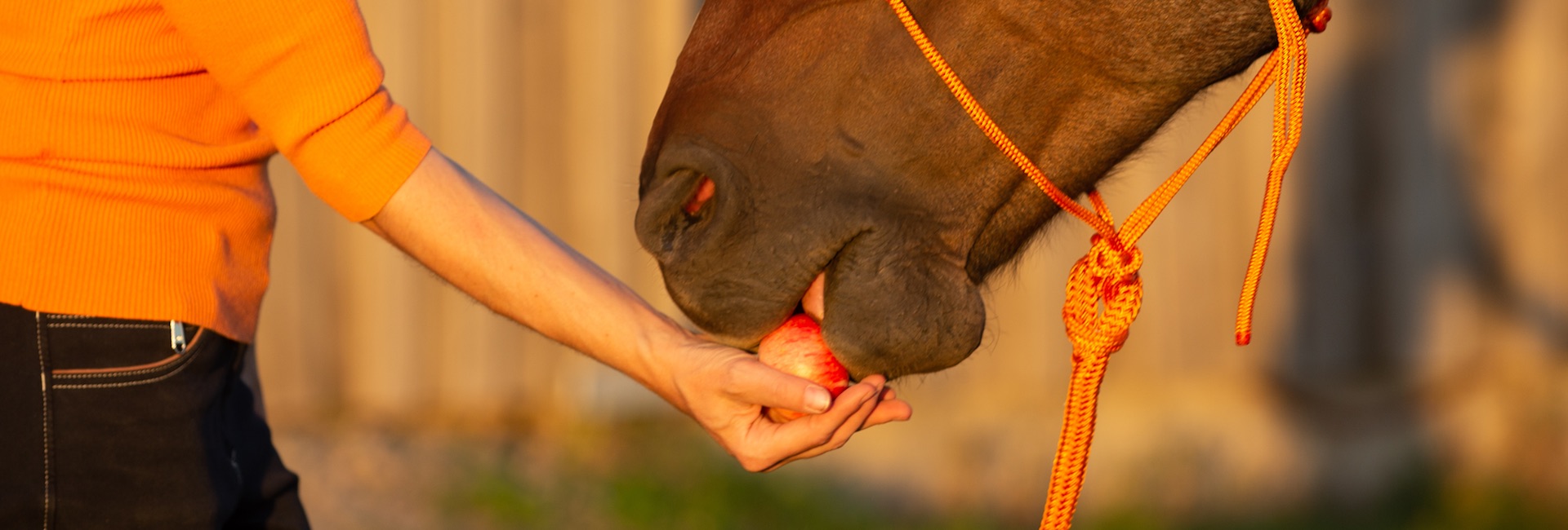 Futter als Beziehungsbasis mit dem Pferd – echt jetzt?