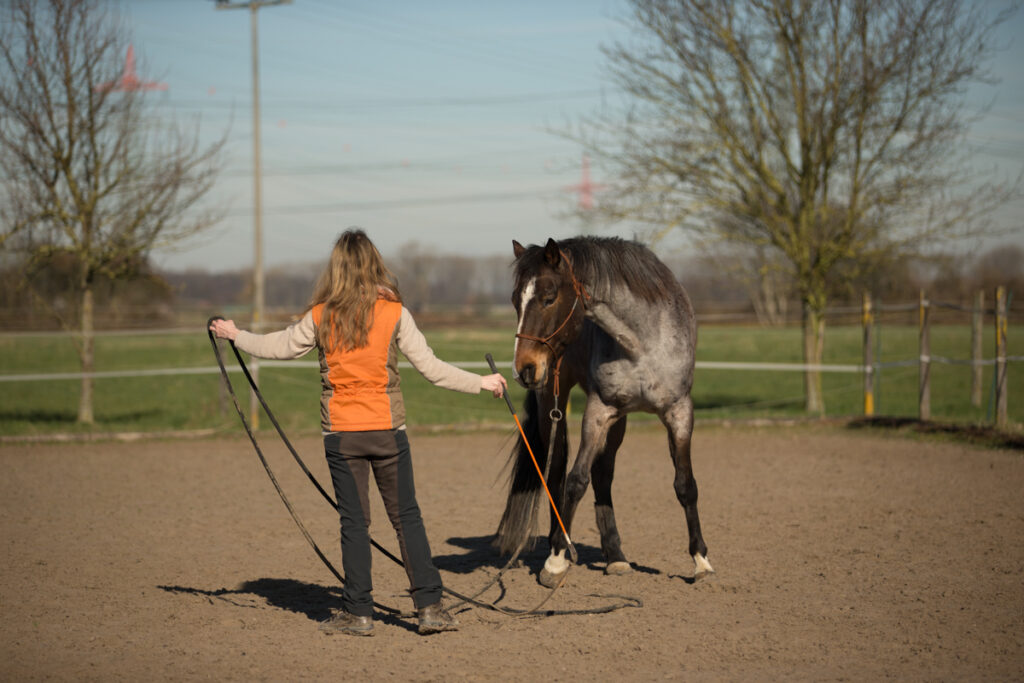 Horsemanship-Training: Das Pferd folgt dem Seil und der Körpersprache des Menschen.