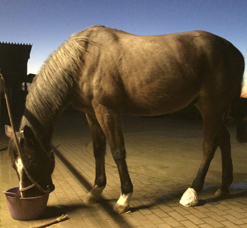 Krankes Pferd mit Hufverband beim Fressen