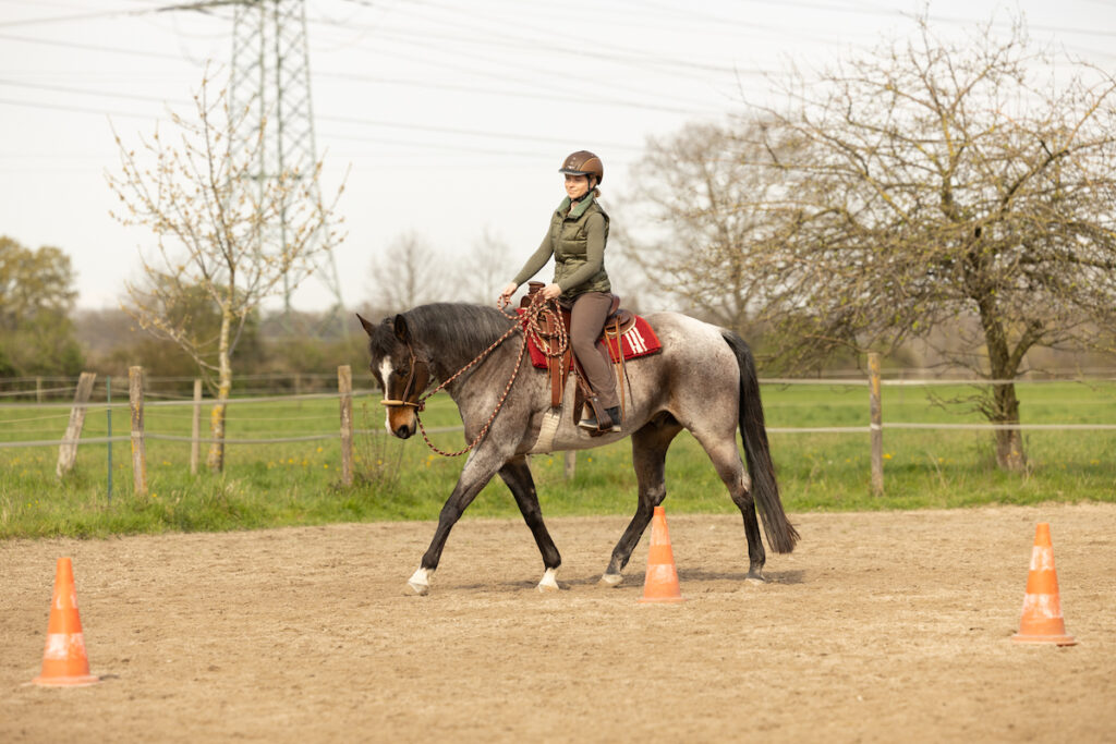 Reiten auf dem Platz auf gesundem Pferd - hier sind keine Hausmittel notwendig