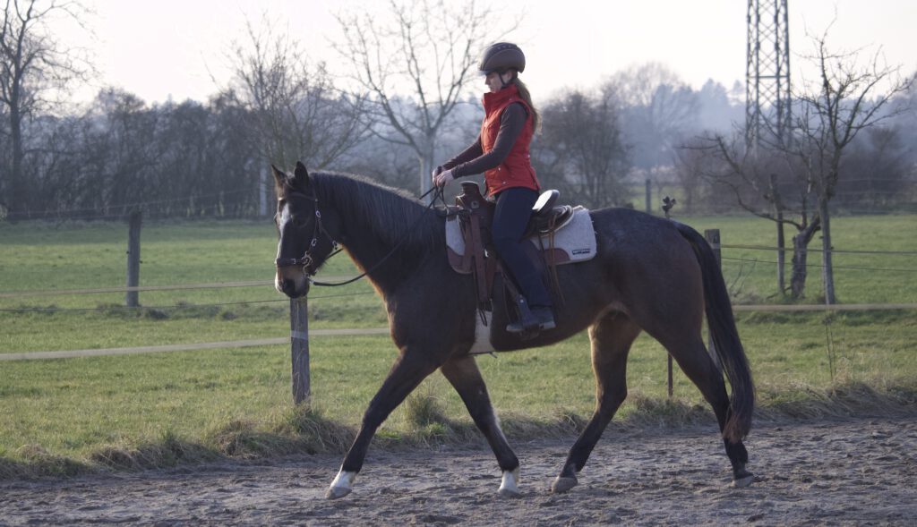 Pferd gebisslos geritten mit Barock-Hackamore