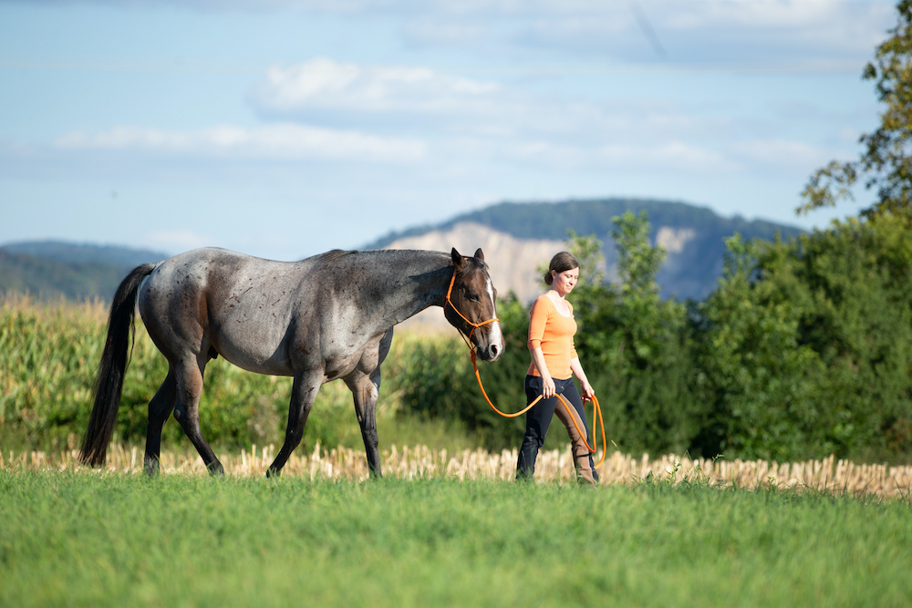 Vorbereitung, um sicher ausreiten zu gehen: Mensch und Pferd gehen gemeinsam auf einer Wiese spazieren.