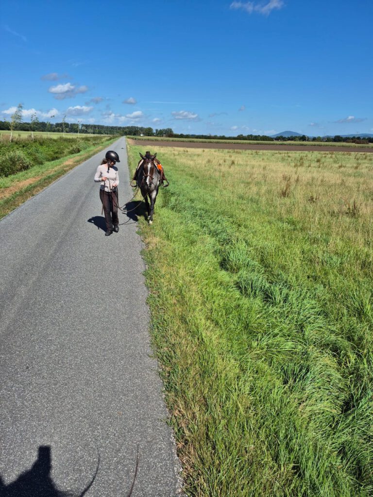 Absteigen und Führen ist ein Teil des sicheren Ausreitens: Reiterin führt ihr Pferd auf einem langen Feldweg.
