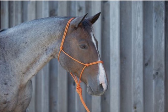Pferd mit orangefarbenem Knotenhalfter.