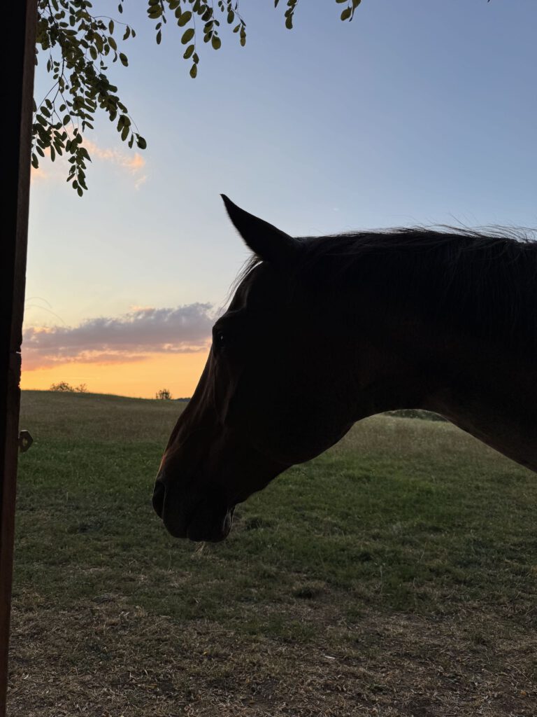 Pferdekopf auf einer Koppel vor einem Sonnenuntergang. Foto eines Pferdeblogs.