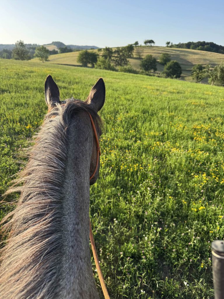 Pferdeblog-Foto: aus Reiterperspektive mit Blick zwischen den Pferdeohren auf eine grüne Koppel und Hügel